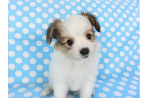 成約済の千葉県のパピヨン-102195の3枚目